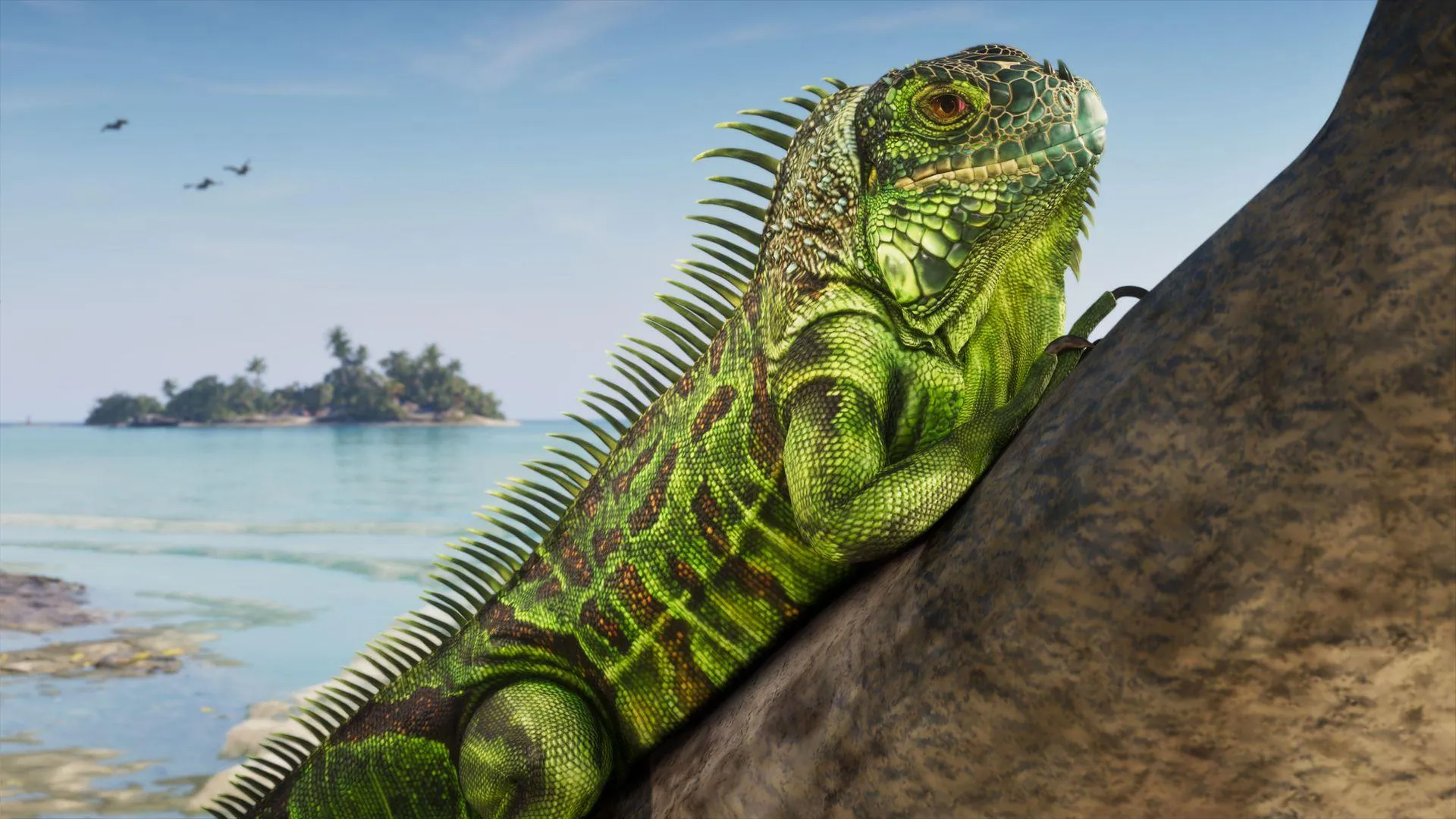 An iguana on a tree beside tropical water in the Leonida Keys